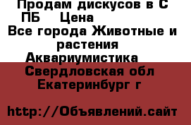 Продам дискусов в С-ПБ. › Цена ­ 3500-4500 - Все города Животные и растения » Аквариумистика   . Свердловская обл.,Екатеринбург г.